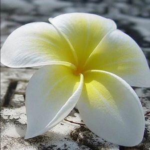 Meet your Posher, Joni